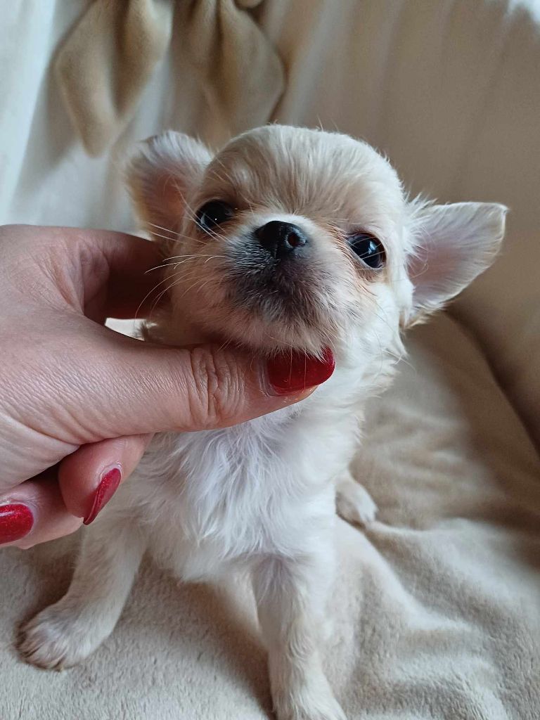 chiot