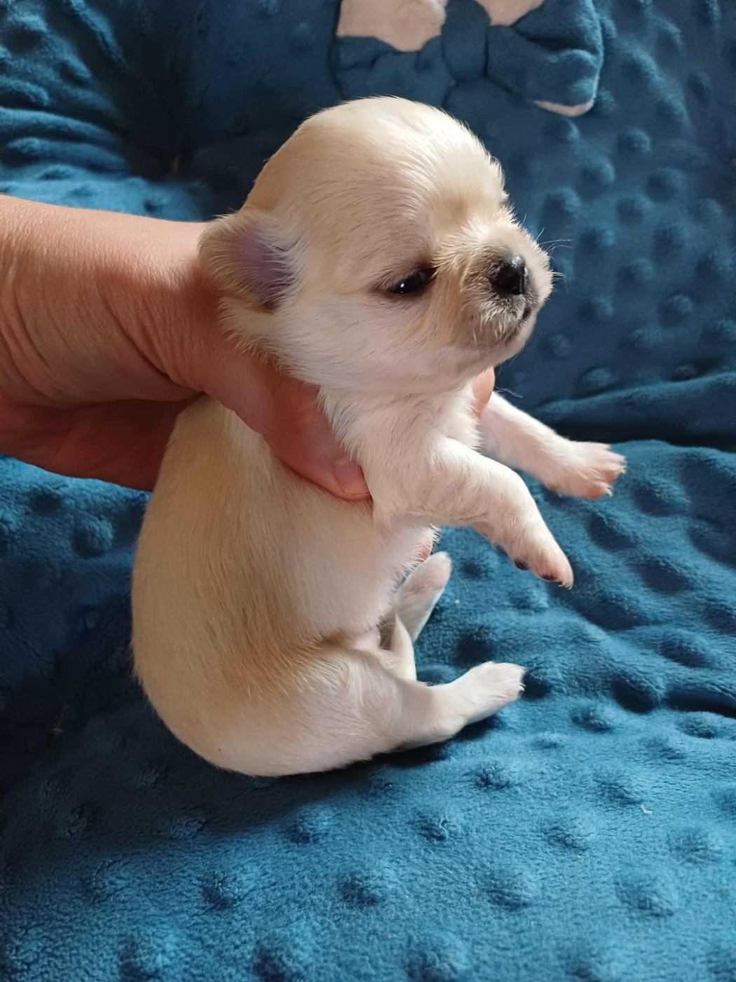 Du Palais Des Coussinets - Chiots disponibles - Chihuahua