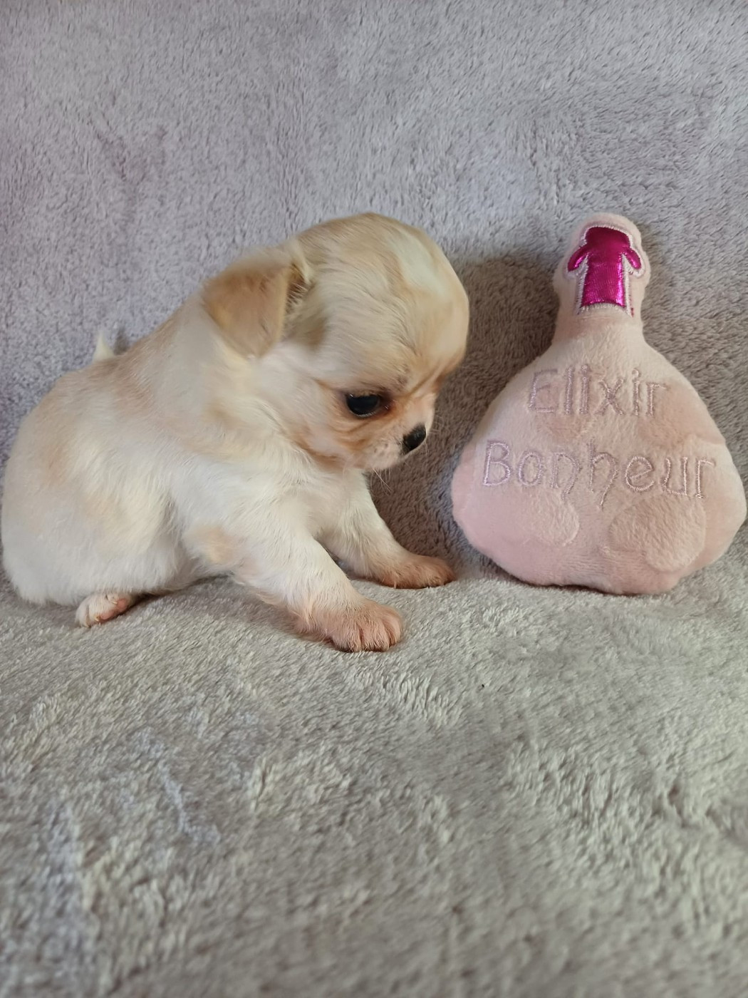 Du Palais Des Coussinets - Chiots disponibles - Chihuahua