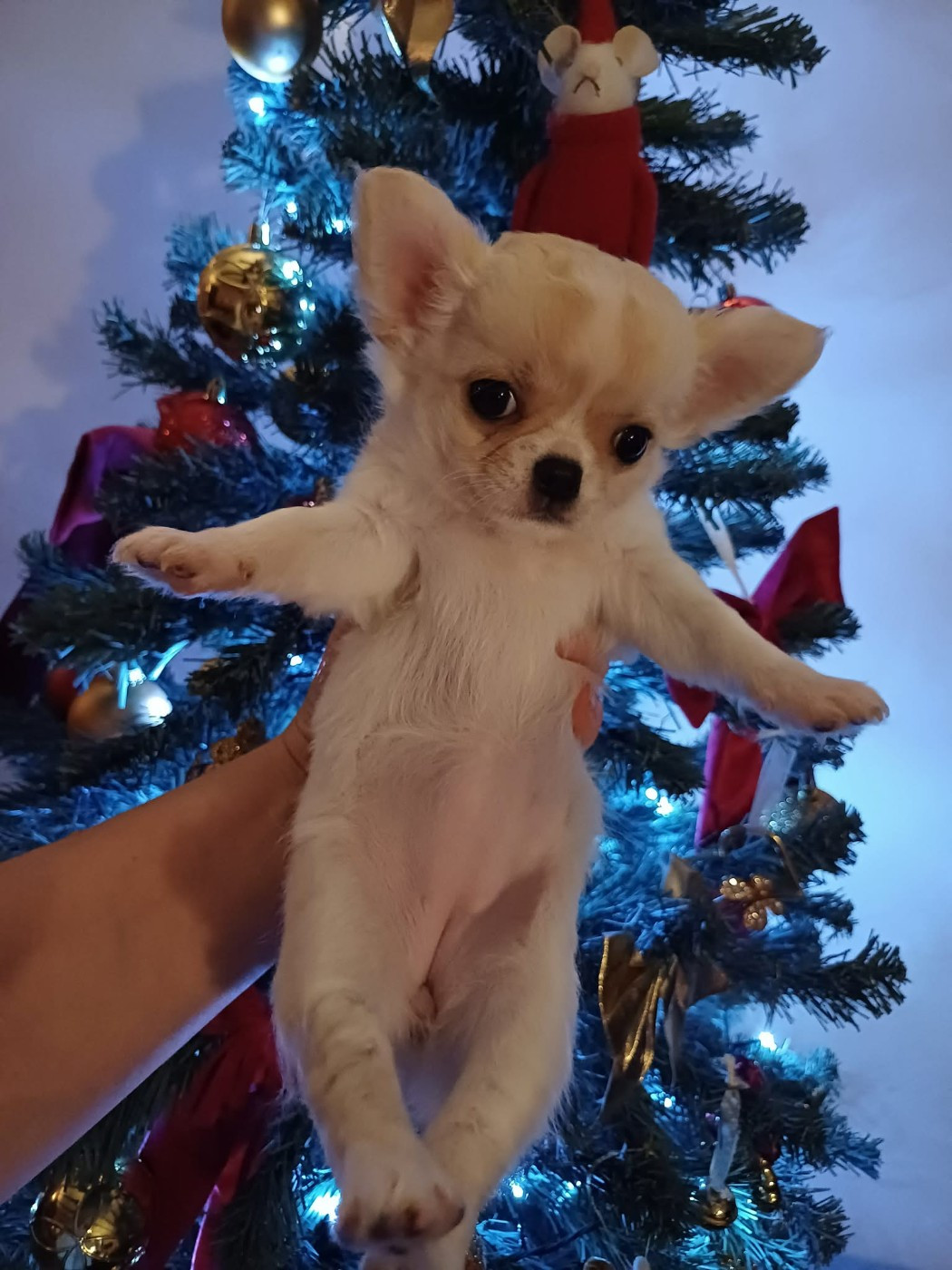 Du Palais Des Coussinets - Chiots disponibles - Chihuahua