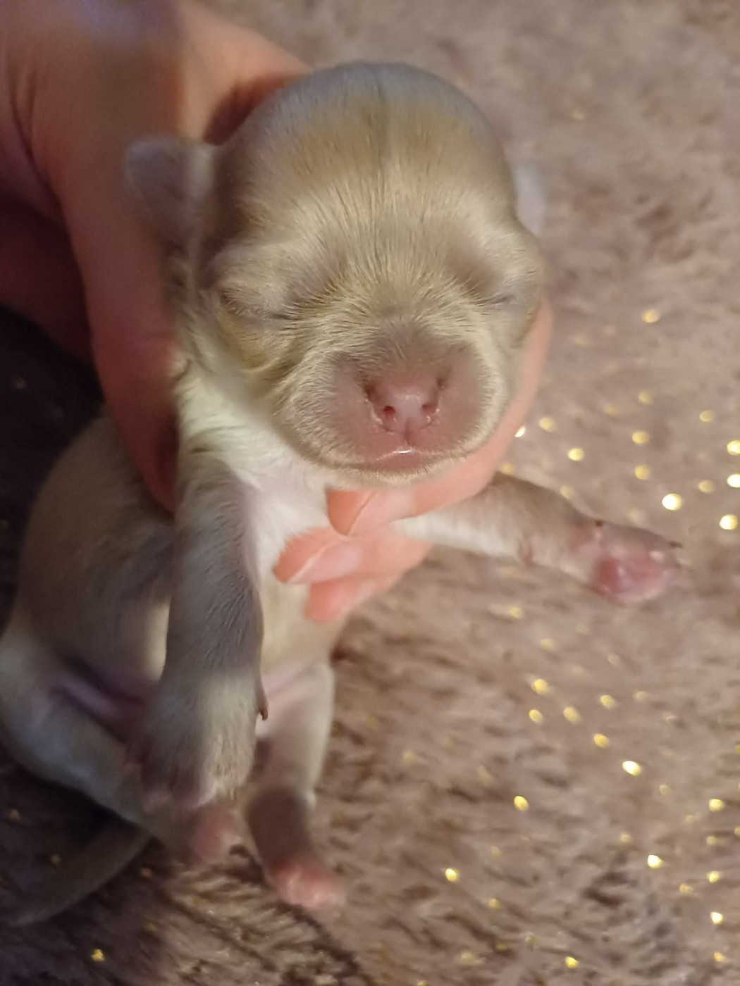 Du Palais Des Coussinets - Chiots disponibles - Chihuahua