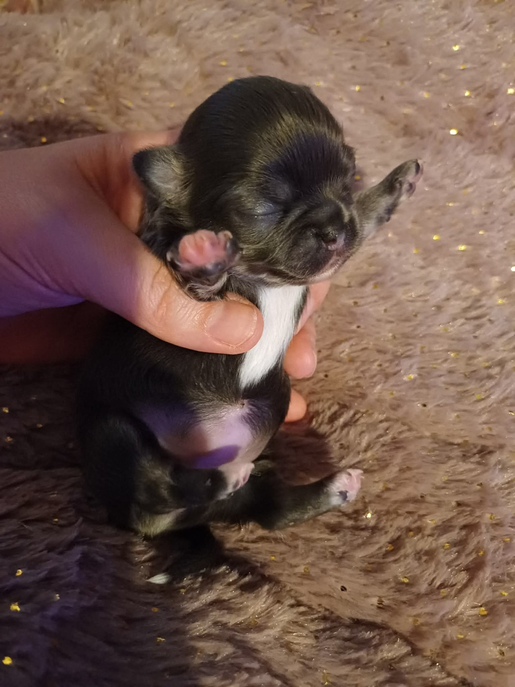 Du Palais Des Coussinets - Chiots disponibles - Chihuahua