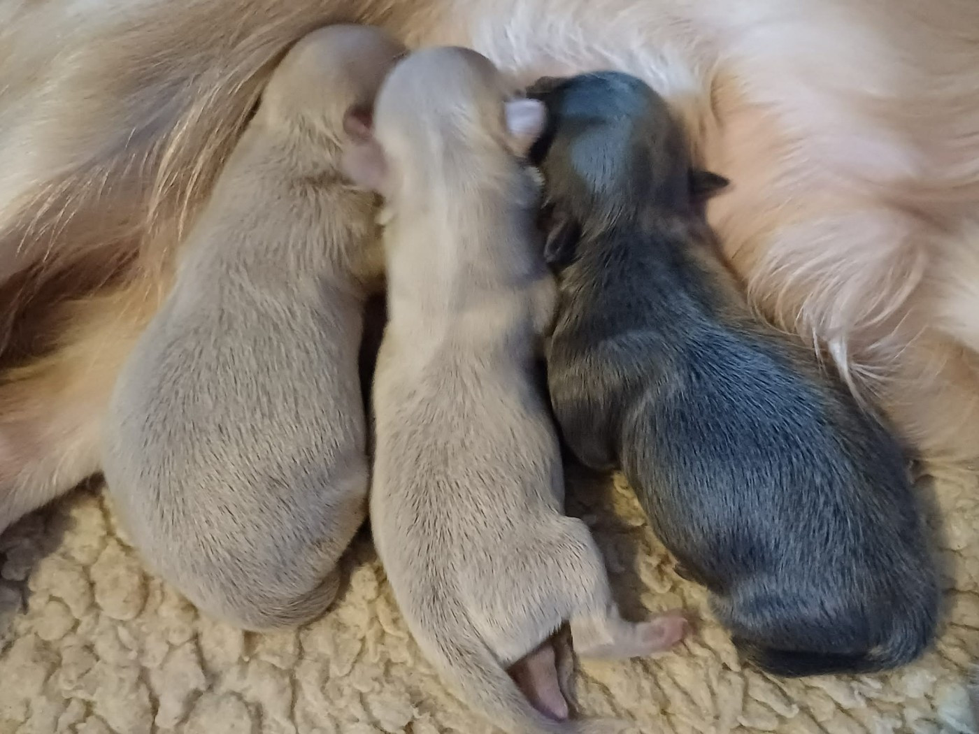 Chiot Chihuahua Du Palais Des Coussinets