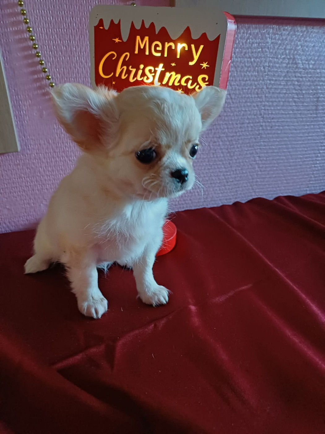 Du Palais Des Coussinets - Chiots disponibles - Chihuahua