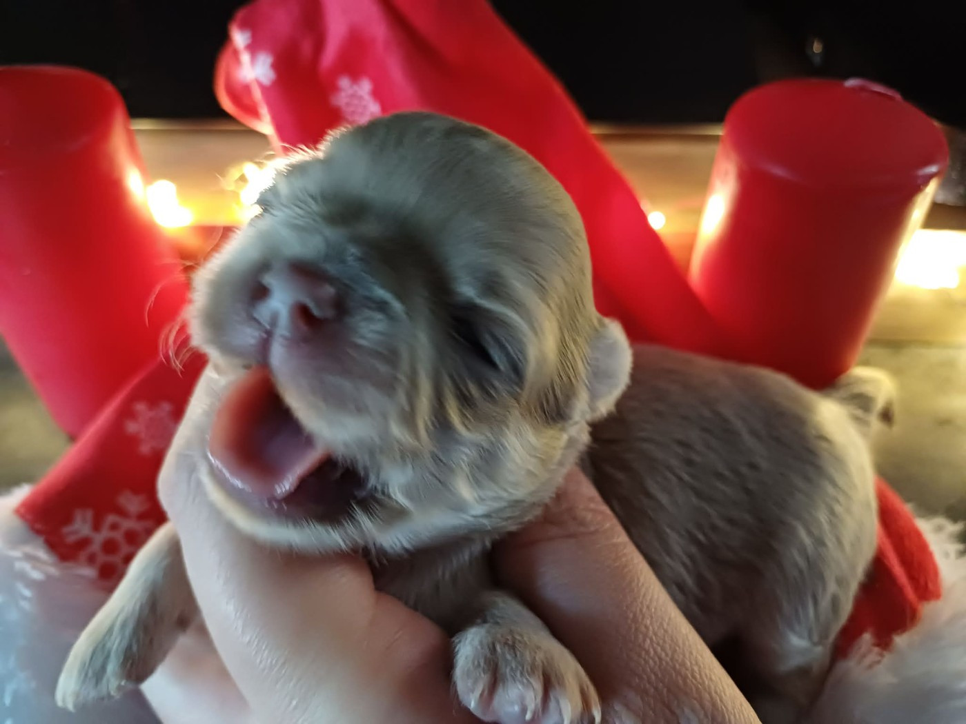 Du Palais Des Coussinets - Chiots disponibles - Chihuahua