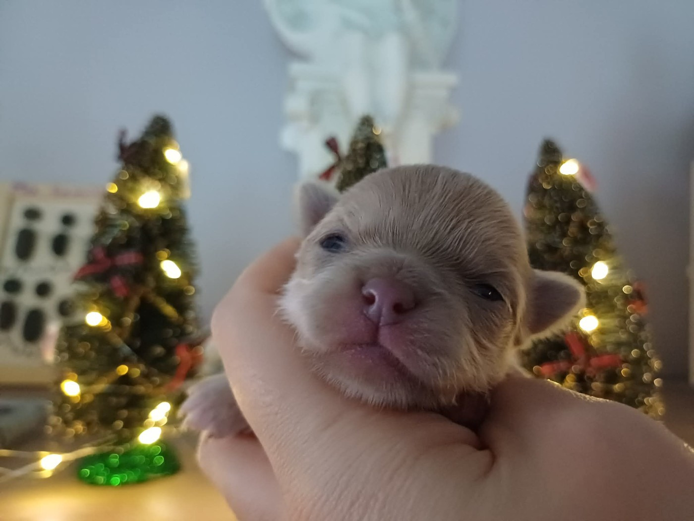 Du Palais Des Coussinets - Chiots disponibles - Chihuahua