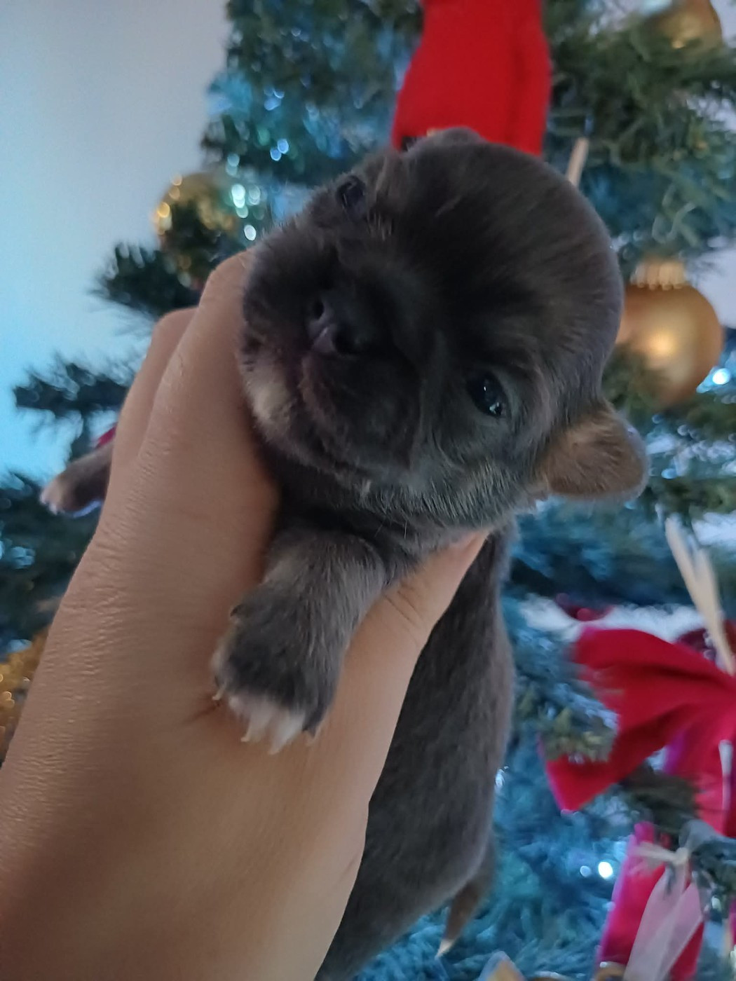 Du Palais Des Coussinets - Chiots disponibles - Chihuahua